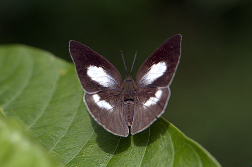 Curetis acuta